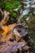 gomba_k_1719