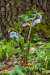 hunyor_7326