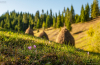 kikerics_k_0727