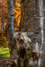 koponya_k_1003