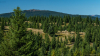 tehenek_k_8847