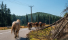vonulas_k_9806