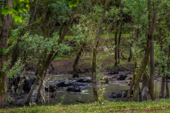 bivaly_k_4753