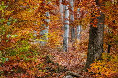 bujocska_k_7407