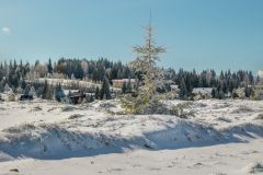 fenyo_k_2686