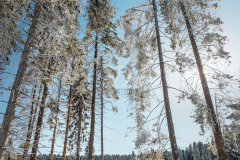 fenyofak_k_3000