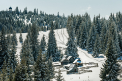 fenyok_k_3095