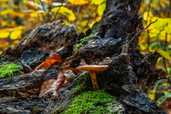 gomba_k_7835