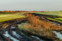 libasorban_k_7294