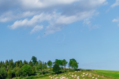 tehen_k_6556