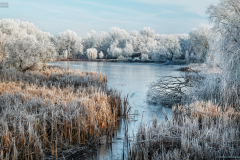 tulpart_k_2074