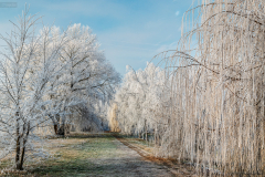 zuzmara_k_2038
