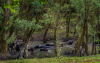 bivaly_k_4753