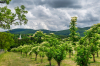 bodza_k_4537