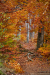 bujocska_k_7407
