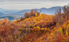 domb_k_7423