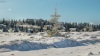 fenyo_k_2686