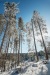 fenyofak_k_3000