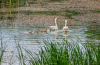 hattyu_k_4395