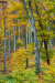 langolo_k_7350