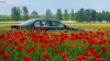 pipacs_k_4378