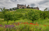 pipacs_k_4494