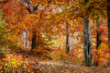 szhely_k_7404