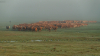 tehen_k_7276