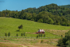 tehenek_K_5569
