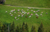 tehenek_k_6006