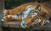 tigris_k_4365