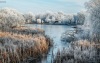 tulpart_k_2074